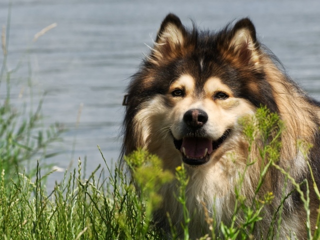 Финский лаппхунд с высунутым языком у воды 