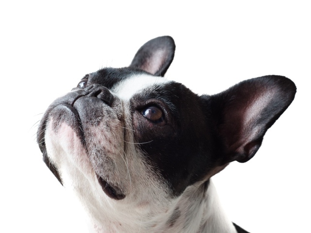 Голова французского бульдога на белом фоне