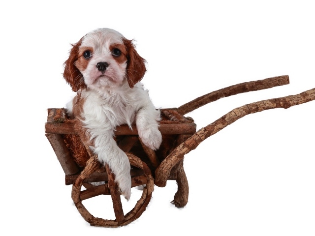 Щенок спаниеля в тележке на белом фоне 