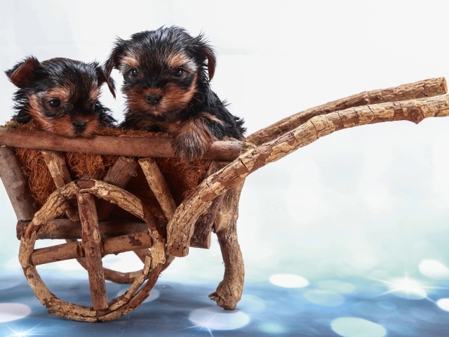 Два йоркширских терьера в деревянной телеге