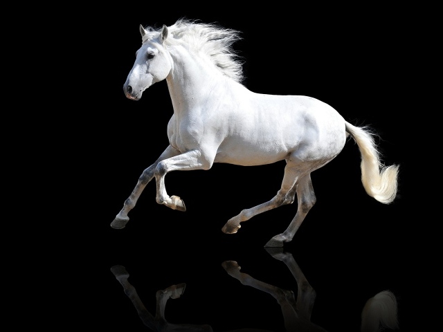 Большой белый конь на черном фоне