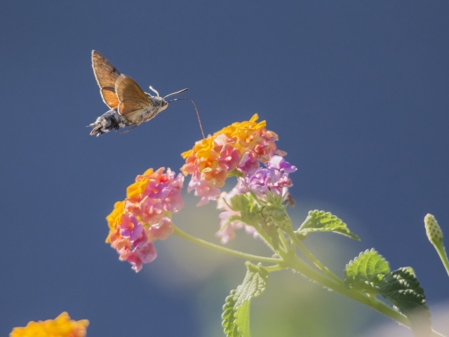 Насекомое бражник летает над цветком на голубом фоне 