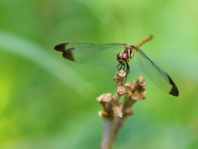 Красивая стрекоза с черными прозрачными крыльями 