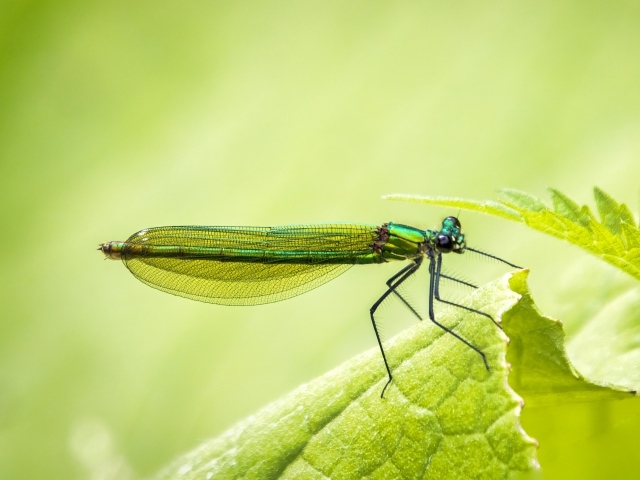 Красивая зеленая стрекоза на зеленом листе 