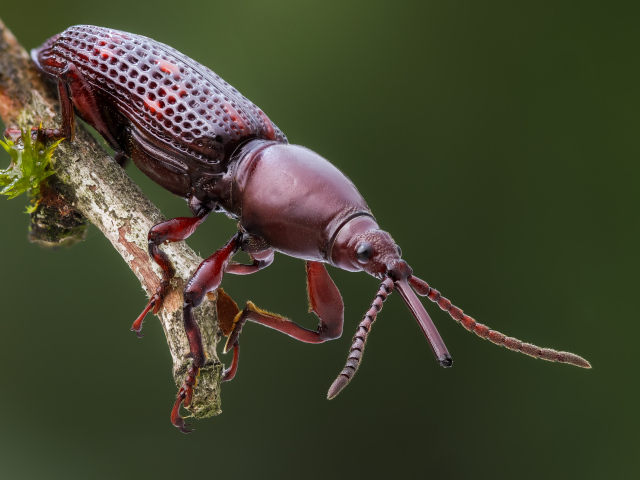Большой коричневый жук сидит на ветке 
