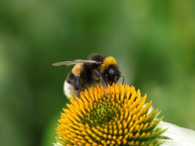 Большой шмель сидит на цветке ромашки 