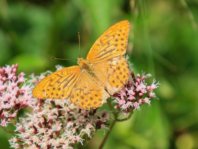 Коричневая бабочка на растении с маленькими розовыми цветами 