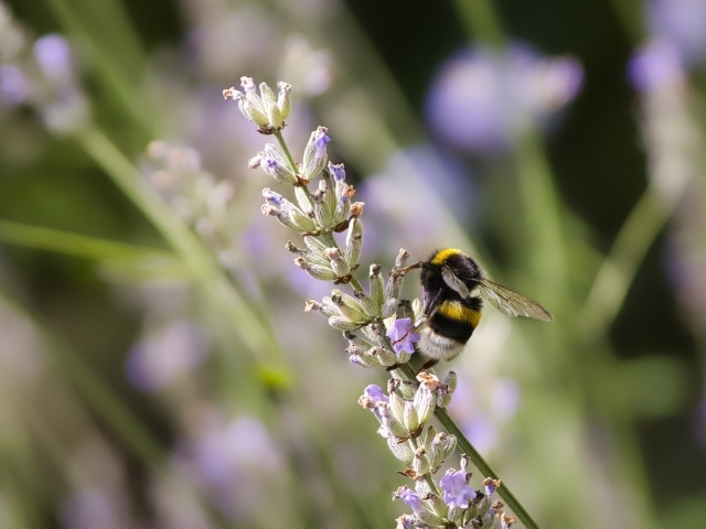 Шмель сидит на ветке лаванды