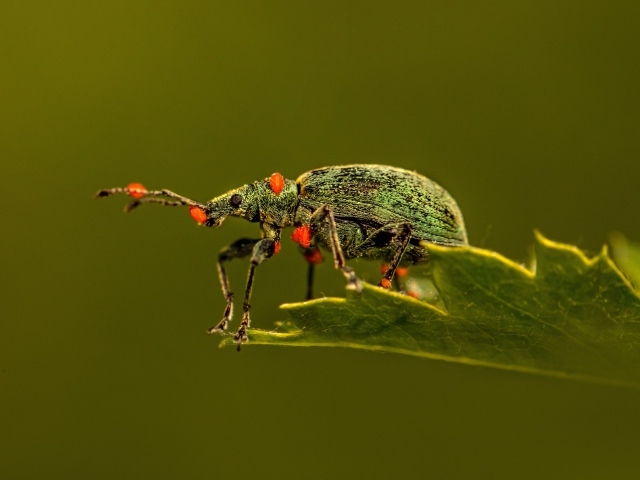 Зеленый жук сидит на листе