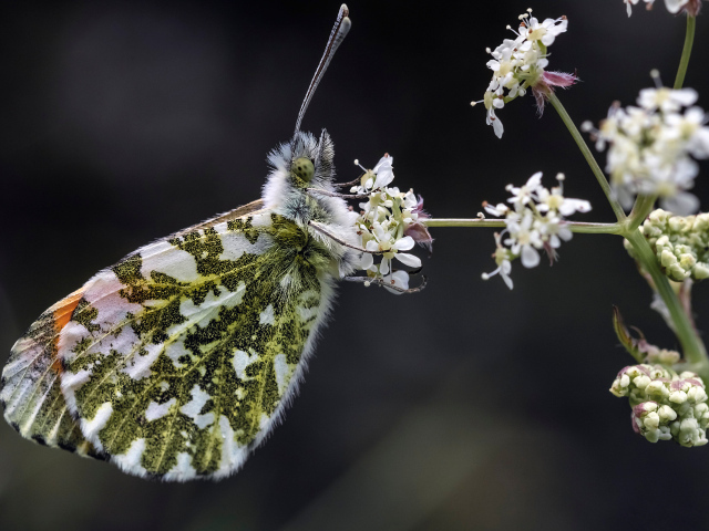 Зеленая бабочка сидит на  белом цветке 
