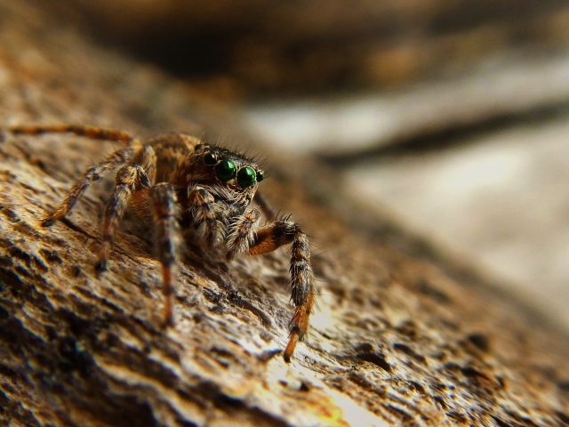 Большой паук с зелеными глазами