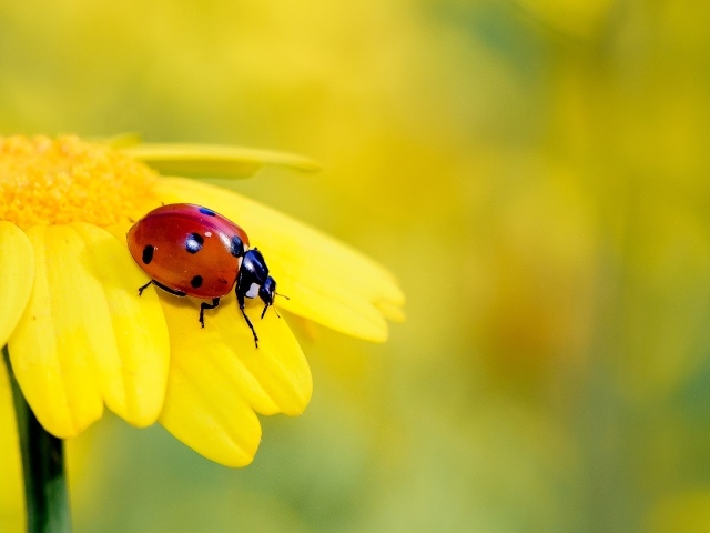 Маленькая красная божья коровка на желтом цветке 