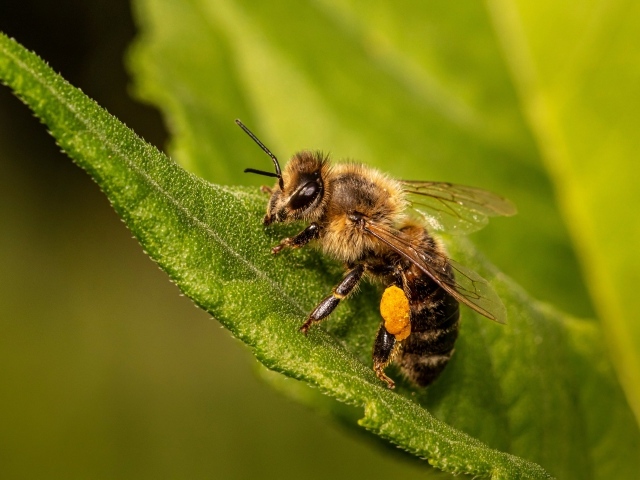 Маленькая пчела сидит на зеленом листе крупным планом 