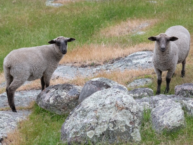Две серые овцы гуляют на траве у камней 