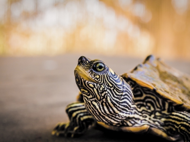 Большая полосатая черепаха 
