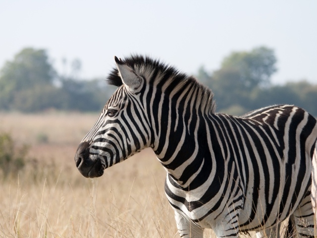 Большая полосатая черно-белая зебра на поле 