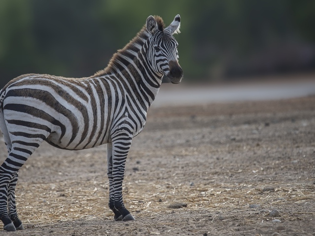 Полосатая зебра стоит на земле