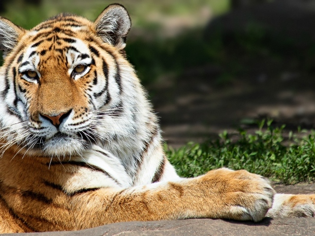 Красивый полосатый тигр  в лучах солнца 