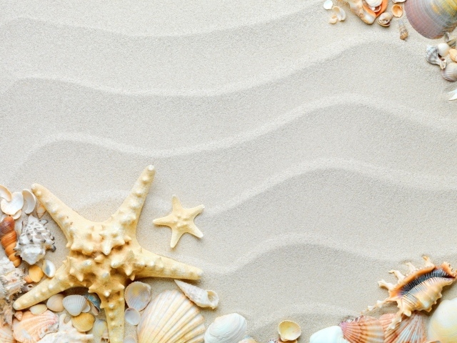 Красивые разные ракушки с морской звездой на волнистом белом песке 