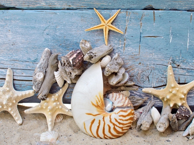 Разные красивые ракушки с морскими звездами на деревянном фоне 