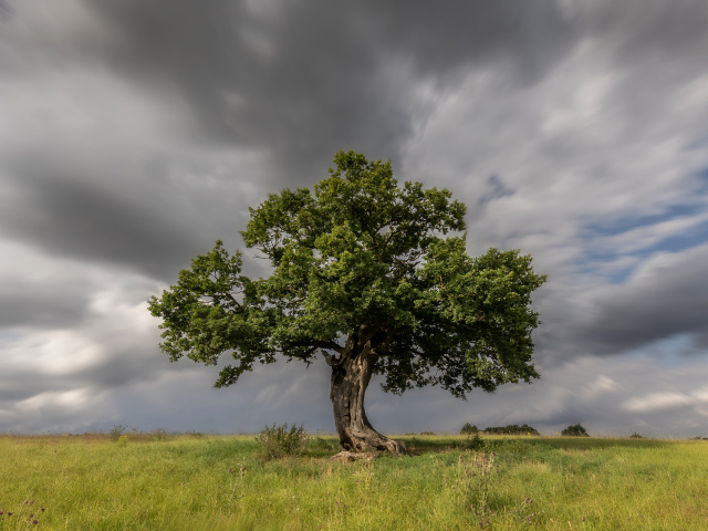 Высокое зеленое дерево под грозовым небом 