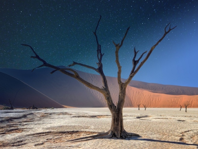 Сухое дерево под звездным небом в пустыне