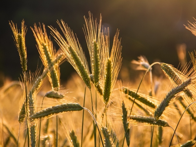 Колосья пшеницы в лучах солнца на поле