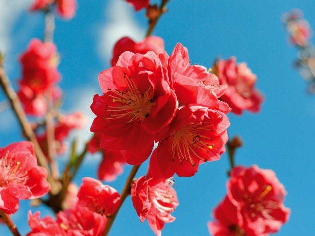 Красивые розовые цветы на ветке дерева на фоне голубого неба весной