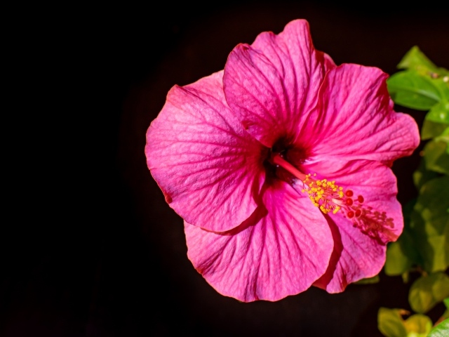 Красивый розовый цветок гибискуса с зелеными листьями на черном фоне