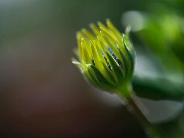 Распускающийся цветок остеоспермума крупным планом 