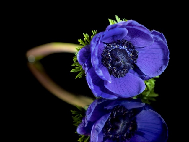 Синий цветок анемона отражается в черной поверхности 