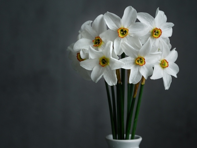 Букет красивых белых нарциссов на сером фоне 