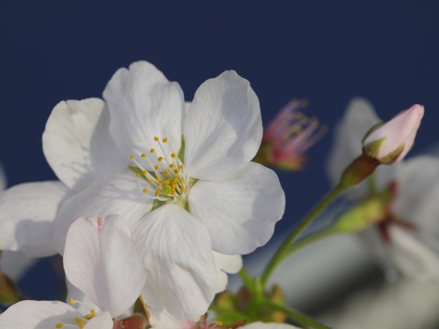 Цветок вишни с бутоном на сером фоне