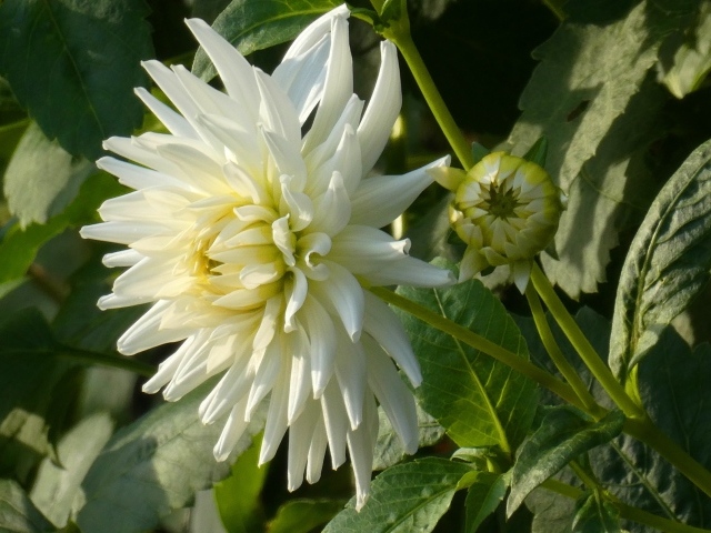 Нежная белая хризантема с бутоном на клумбе