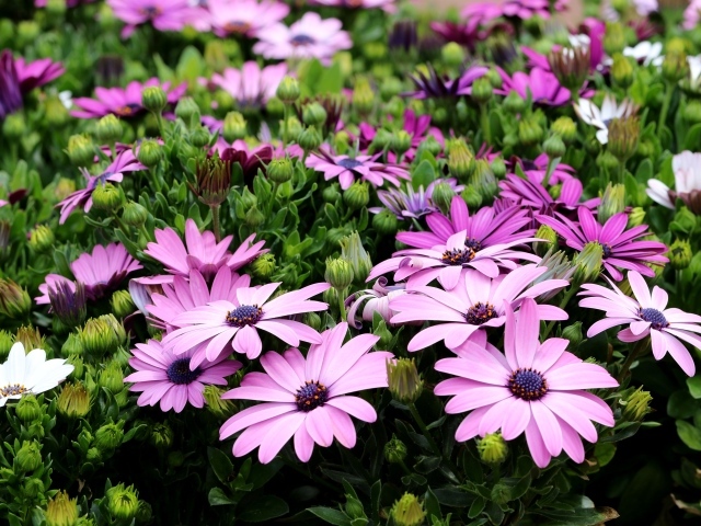 Садовые цветы Остеоспермум с бутонами