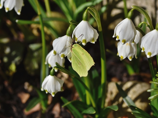 Зеленая бабочка сидит на белых подснежниках 