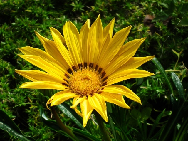 Крупный  желтый цветок газания на клумбе