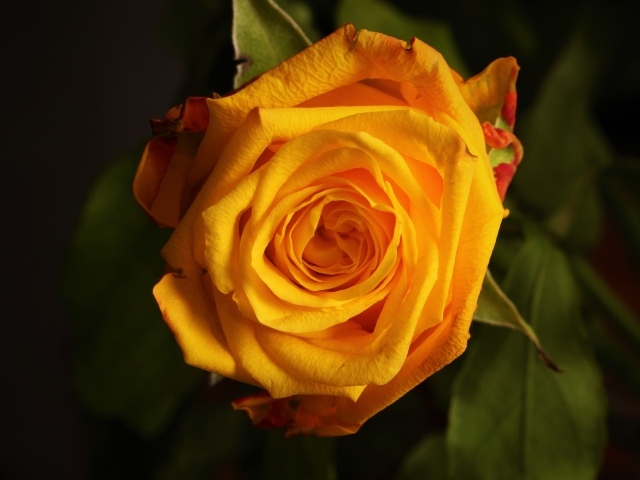 Крупная желтая роза  вблизи 