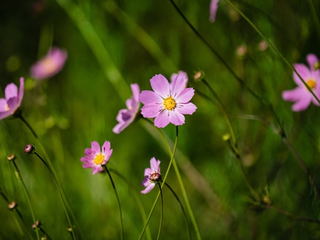 Много розовых цветов космеи на поле 