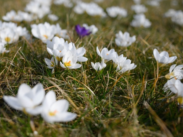 Много маленьких белых цветов крокуса в зеленой траве 