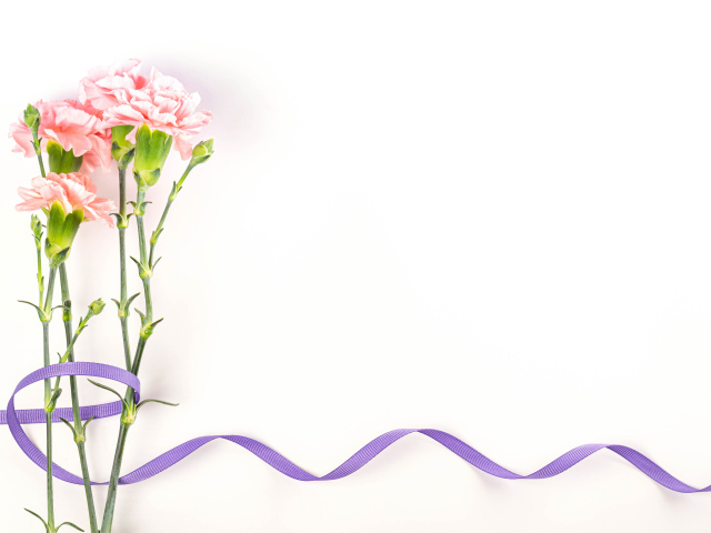 Розовые гвоздики с ленточкой на белом фоне