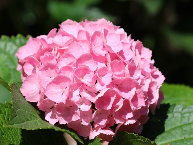 Розовые цветы гортензии с зелеными листьями крупным планом 