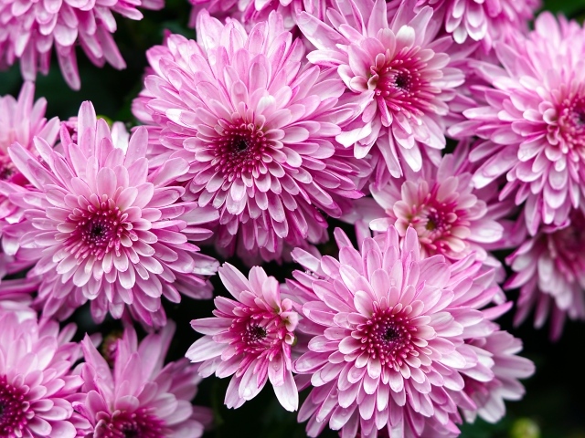 Розовые крупные хризантемы крупным планом 