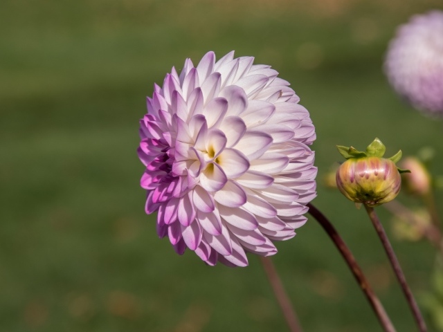 Фиолетовый цветок георгина с бутоном на клумбе