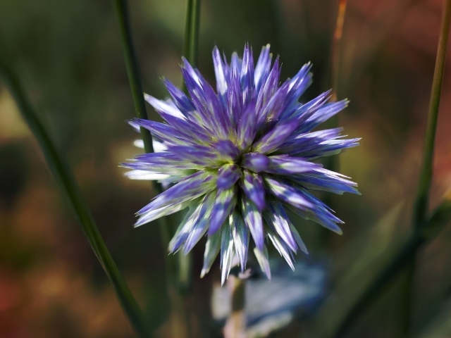 Цветок чертополоха крупным планом 