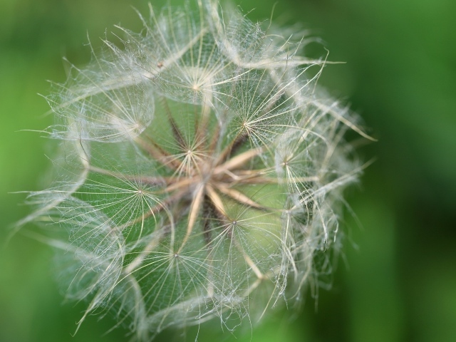 Белые семена одуванчика крупным планом