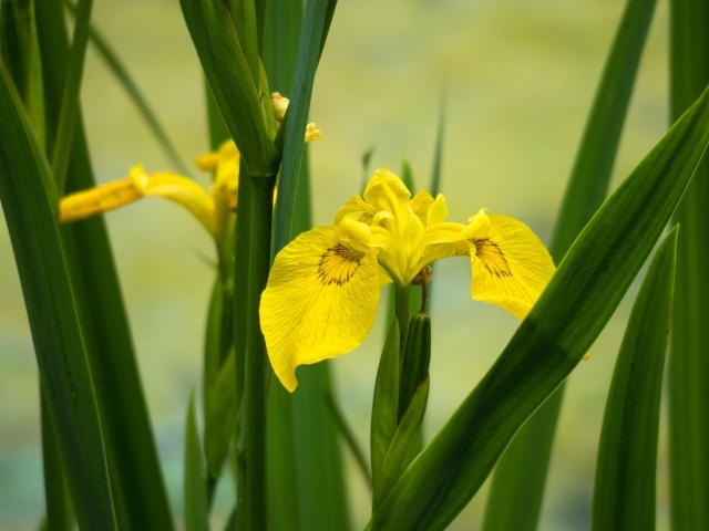Желтые цветы ириса в зеленых листьях