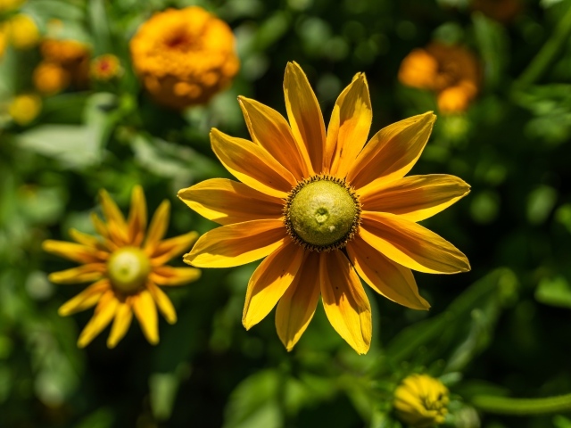 Желтый цветок рудбекия с бутонами крупным планом 