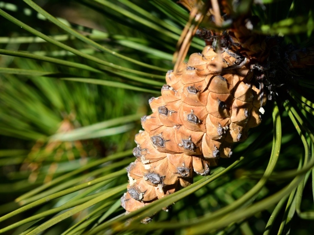 Большая коричневая шишка на сосне 