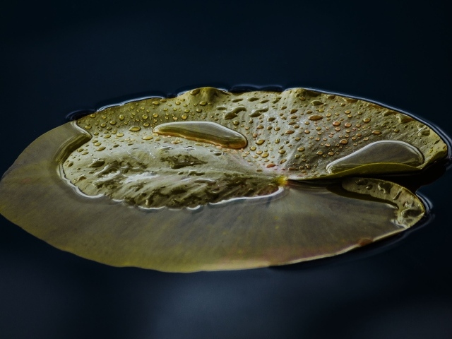 Большой зеленый лист лилии в воде 
